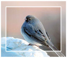 /i/birdclose2.JPG